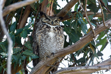 Horned owl watches irritably while perched in a tree during daytime