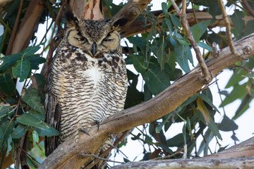 Horned owl watches irritably while perched in a tree during daytime