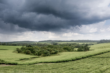 Landscape in Queens Elizabeth