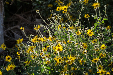 Brown eyed susans yellow flowers grow wild along a path