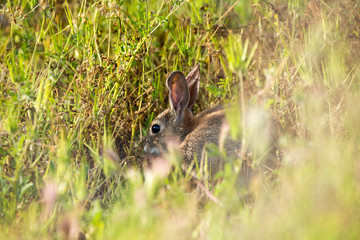 Naklejka na ściany i meble Young rabbit hides in tall grass while eating dinner