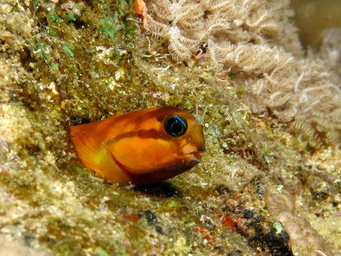 Midas Blenny, Ecsenius midas,