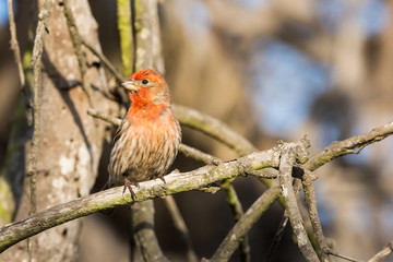 Red house finch perches on a branch watching warily