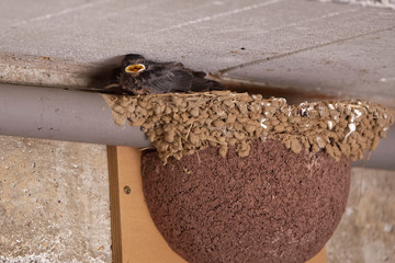 Hirondelles rustiques dans le garage en 2018 © Patrick