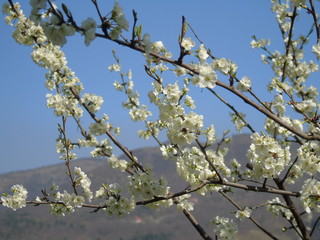 Liguria, Italy – 04/03/2019: Beautiful caption of the fruits tree and other different  plants with first amazing  white and yellow flowers in the village and an incredible blue sky in the background. 