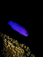 orchid dottyback (pseudochromis fridmani)