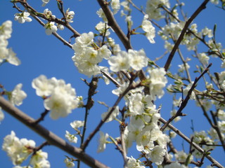 Liguria, Italy – 04/03/2019: Beautiful caption of the fruits tree and other different  plants with first amazing  white and yellow flowers in the village and an incredible blue sky in the background. 