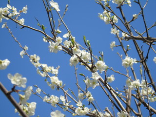 Liguria, Italy – 04/03/2019: Beautiful caption of the fruits tree and other different  plants with first amazing  white and yellow flowers in the village and an incredible blue sky in the background. 