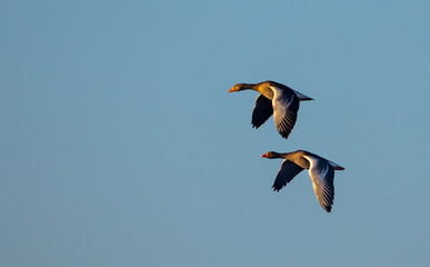 Greylag Geese in flight