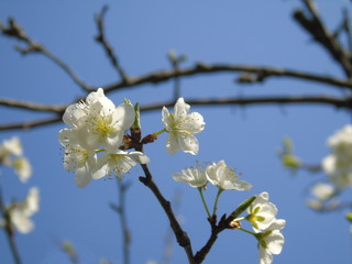 Liguria, Italy – 04/03/2019: Beautiful caption of the fruits tree and other different  plants with first amazing  white and yellow flowers in the village and an incredible blue sky in the background. 