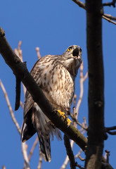 Goshawk