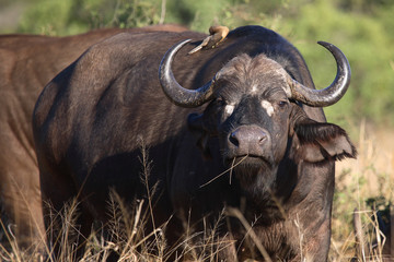 Kaffernbüffel und Rotschnabel-Madenhacker / Buffalo and Red-billed oxpecker / Syncerus caffer et Buphagus erythrorhynchus