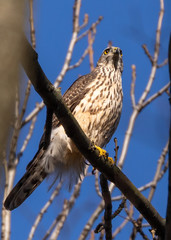 Goshawk