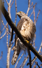 Goshawk