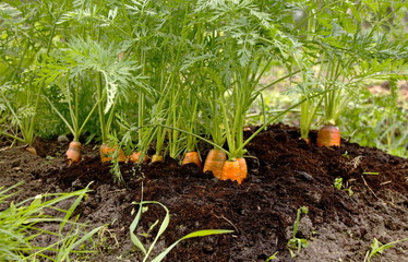 Juicy carrots in the garden fresh harvest,orange Roots