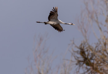 Cranes in flight