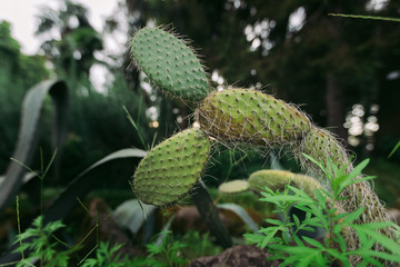 green cactus with needles. the nature background