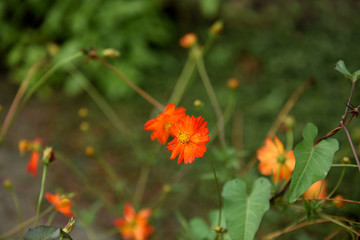 .Beautiful flowers in the garden Blooming in the summer.Landscaped Formal Garden.	