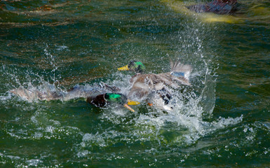 Naklejka premium Pelea de patos en el agua 