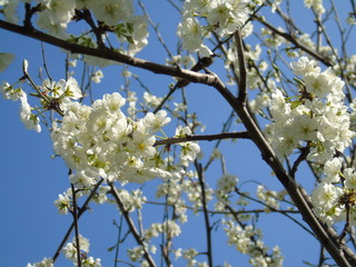 Liguria, Italy – 04/03/2019: Beautiful caption of the fruits tree and other different  plants with first amazing  white and yellow flowers in the village and an incredible blue sky in the background. 