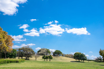 Fototapeta premium 午後の公園