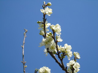 Liguria, Italy – 04/03/2019: Beautiful caption of the fruits tree and other different  plants with first amazing  white and yellow flowers in the village and an incredible blue sky in the background. 
