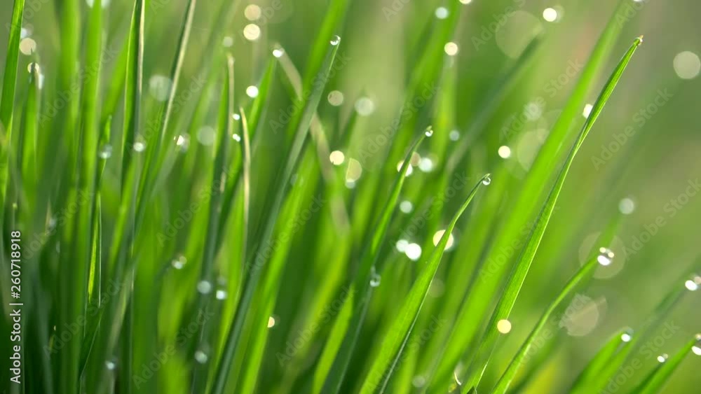 Poster macro shot of fresh spring grass with dew drops. nature fresh concept