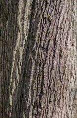 Fototapeta premium diagonal tree bark texture on a sunny day