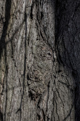 large textured old tree trunk with stripes and growths