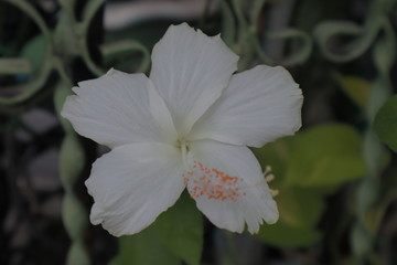 white flower