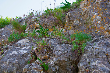 Grey mountain rocks with green plants, spring time