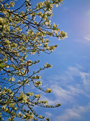 Tree branches with white flowers and blue sky background, spring