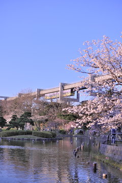 千葉 モノレール 千葉公園 桜 Chiba Monorail Train 桜