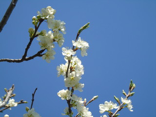 Liguria, Italy – 04/03/2019: Beautiful caption of the fruits tree and other different  plants...