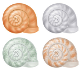 Set of seashells. Vector illustration.