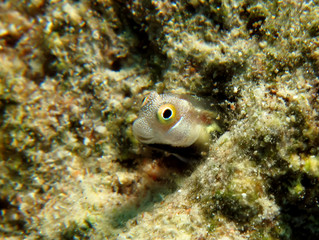 Bluebelly blenny (Alloblennius pictus) Taken in Red Sea, Egypt.