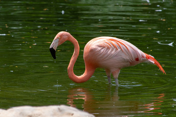 A Chilean flamingo (Phoenicopterus chilensis) walks through a pond of water.