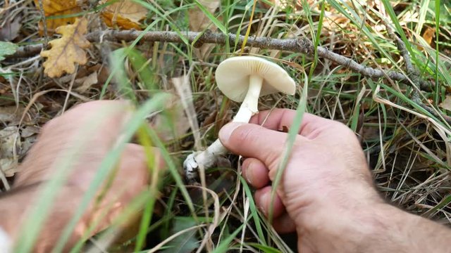 Amanita phalloides, death cap, is a deadly poisonous fungus, the most dangerous mushroom. fatal mushroom poisonings worldwide. A mycologist collects amanita phalloides for study purposes