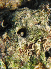 Bluebelly blenny (Alloblennius pictus) Taken in Red Sea, Egypt.