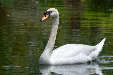 A Mute Swan swims in a green pond of water (Cygnus olor).