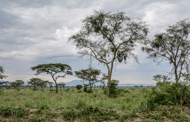 Obraz premium Landscape in Queens Elizabeth