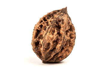 one wild walnut. isolated on white background