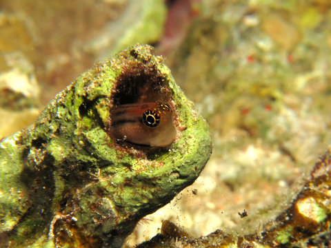 Red Sea Combtooth Blenny. (Ecsenius Dentex)