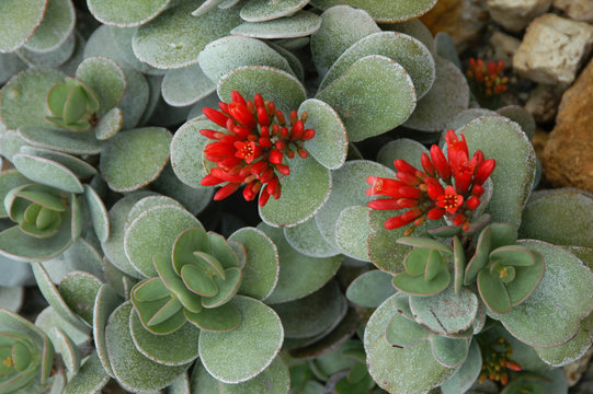 Kalanchoe