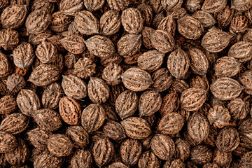 many large wild walnuts, the view from the top. background, texture
