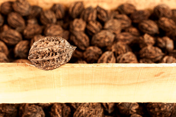 one walnut in the foreground against the background of numerous wild walnuts