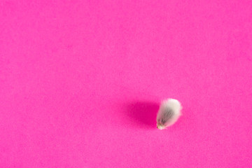 willow buds on a pink background. spring decor. close up