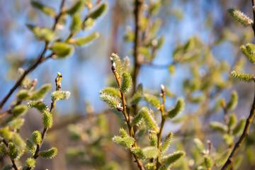 Pussy Willow