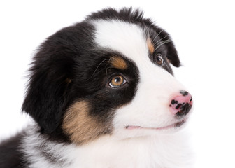 Australian Shepherd purebred puppy, 2 months old looking away, profile - close-up portrait. Black Tri color Aussie dog, isolated on white background.