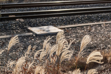 軽井沢の散歩道　秋